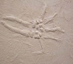 Salamandra-bas-relief-1.jpg