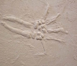 Salamandra-bas-relief-1.jpg